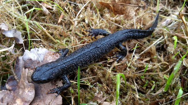 kamsalamander
