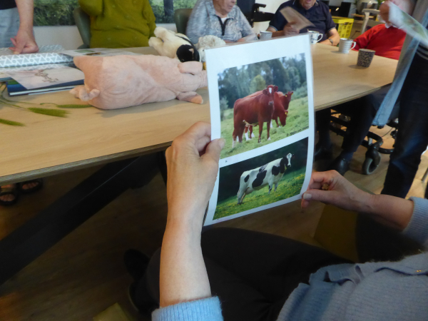 Foto's van koeien zijn een aanknopingspunt om te praten over het leven op de boerderij.