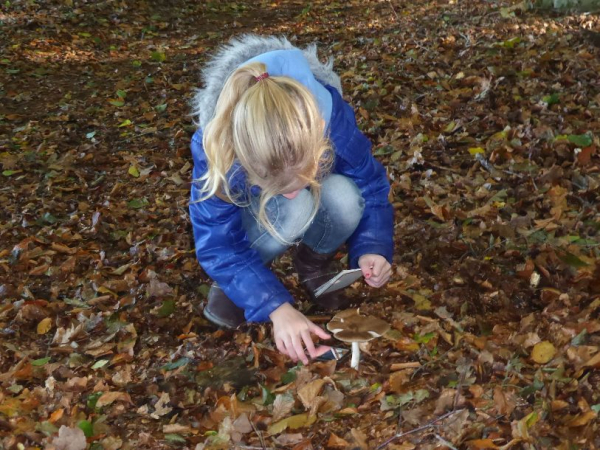 Paddenstoelenexcursie