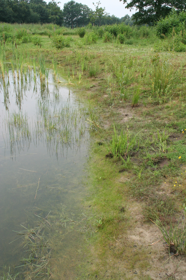 Een poel trekt altijd bijzonder planten