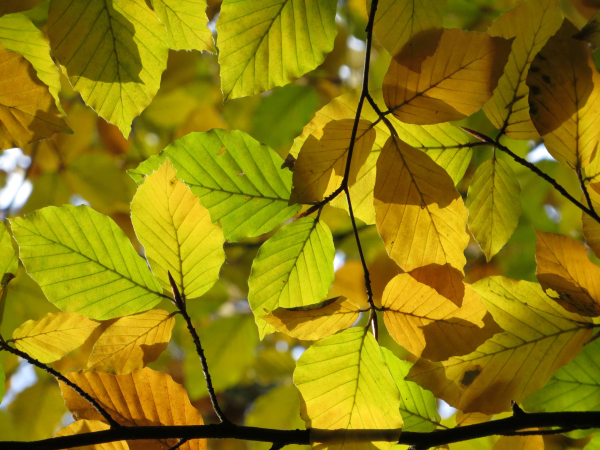 Vijf groene herfsttips voor 2023