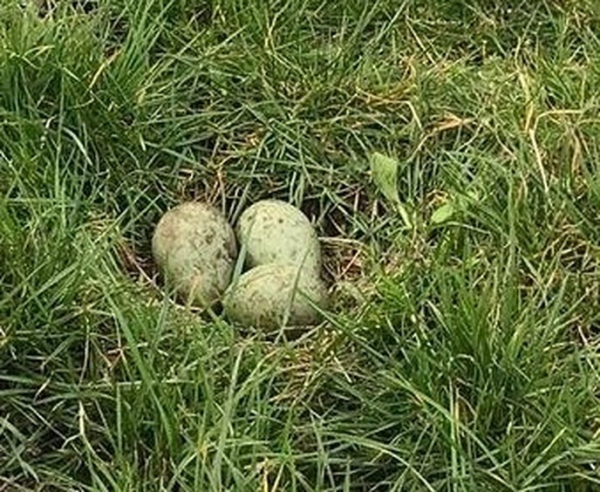 Het gevonden wulpennest in Rouveen