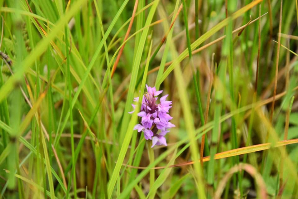 In het veld
