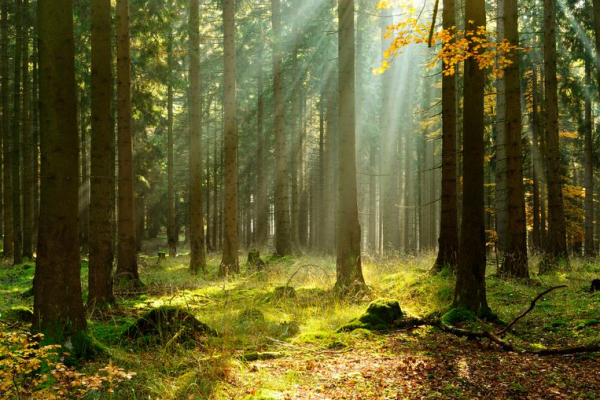 Bos bij avondlicht