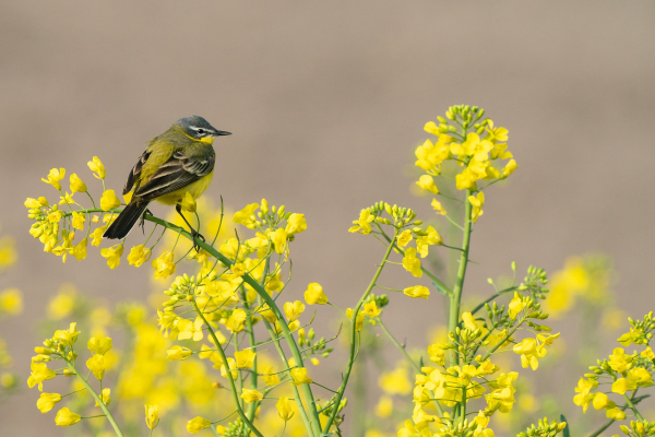 Broedvogeltellers gezocht!