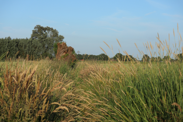 Een boost voor het Twentse landschap!