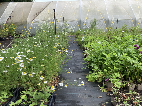Biologische planten groeien in een onverwarmde kas