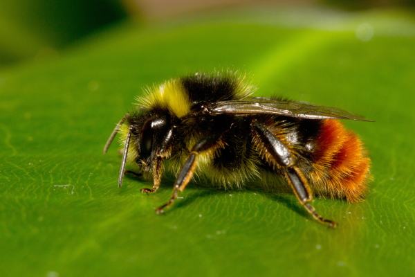 Steenhommel