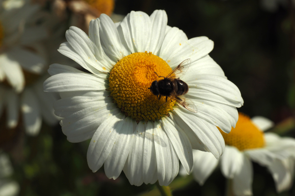 Wilde margriet