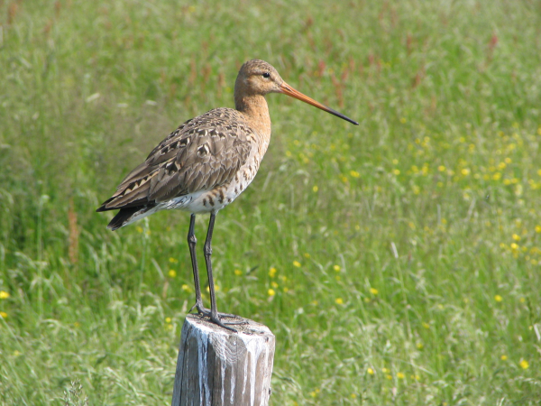 Basiscursus weidevogelbescherming
