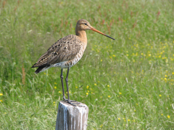 Op zoek naar Boerenlandvogels