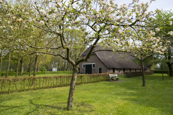 fruitbomen in je adoptieterrein