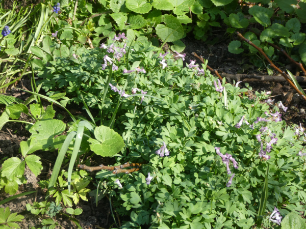 vingerhelmbloem