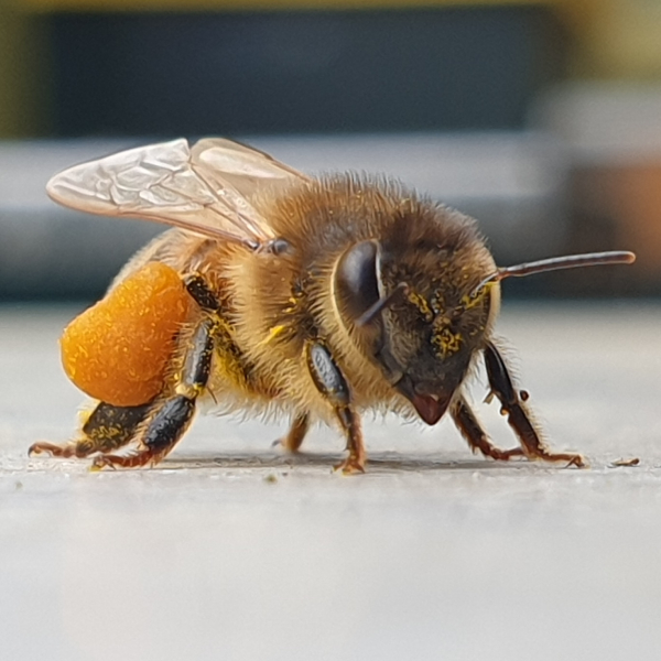Wilde bijen veel effectievere bestuivers dan honingbijen