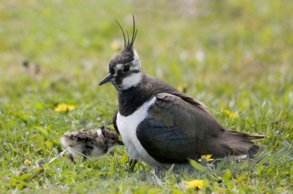 Basiscursus Boerenlandvogels