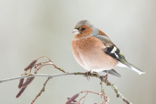 Vink