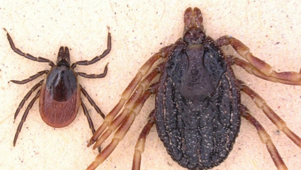 Gewone teek en reuzenteek