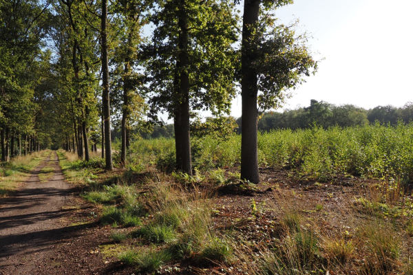 Hetzelfde bosperceel nu met jonge aanplant loofbomen