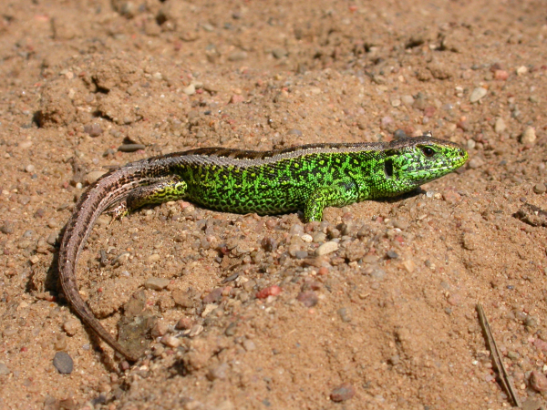 Zandhagedis
