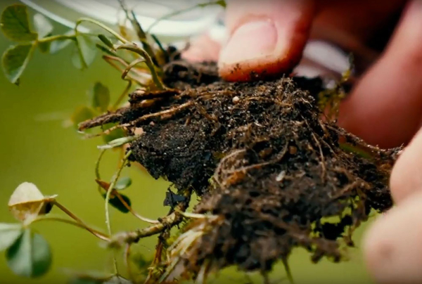 Een gezonde bodem is essentieel voor je tuin