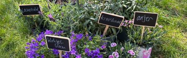 Gif op vlinder- en bijenplanten 