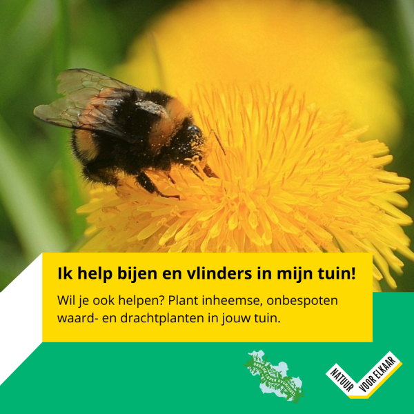 Hommel op paardebloem