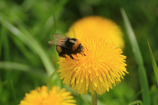 Hommel op paardebloem