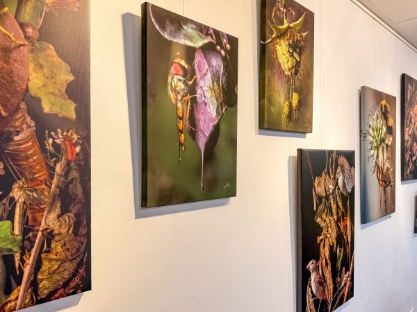 Gratis lezing: maak je tuin winterklaar voor insecten