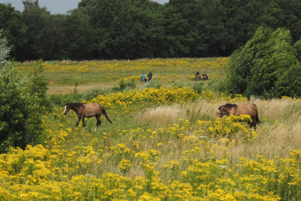 Het Vechtpark