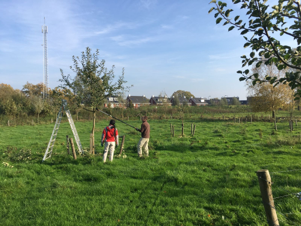 Snoeien in de buurtboomgaard