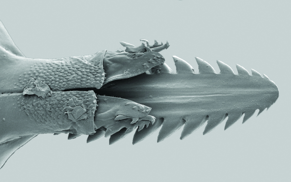 Monddelen van een teek