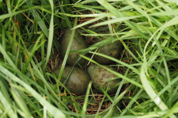 Grutto nest, diep verscholen in het lange gras