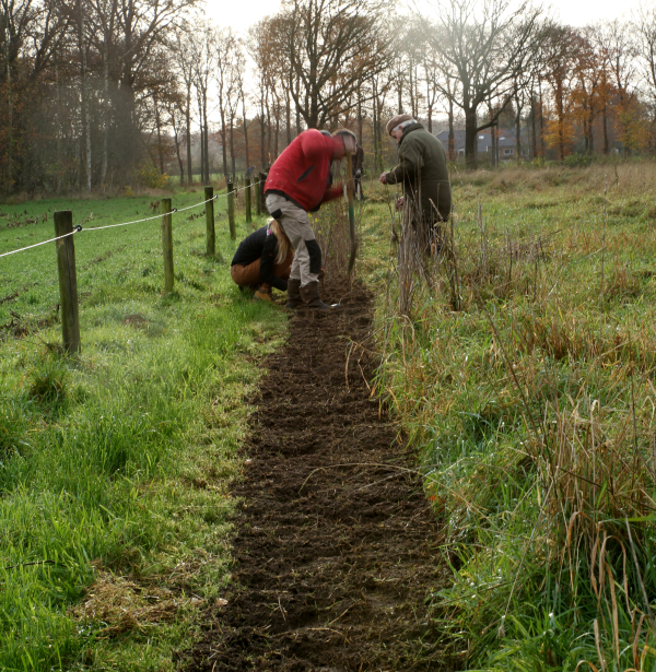 aanplant bij HoopHeggen