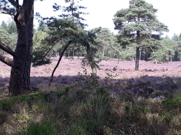 Het Eeserveld