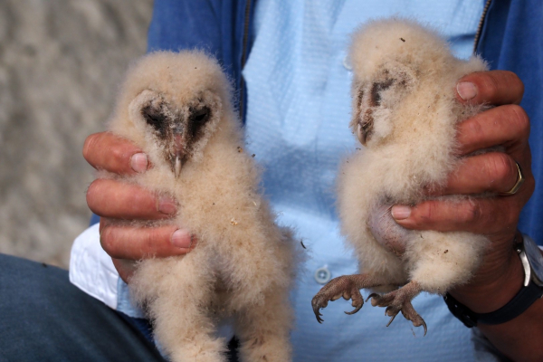 Twee jonge kerkuilen