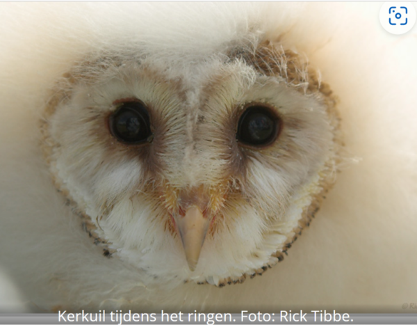 Zorg voor uilen, zorg voor jou?