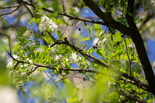Robinia pseudoacacia (Acacia)