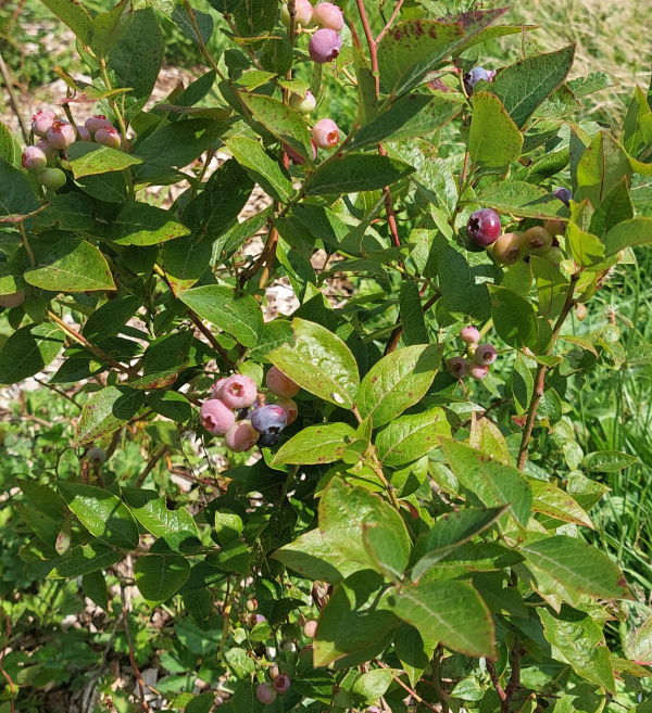De blauwe bessen aan de rand van het voedselbos zijn nu al heel lekker.