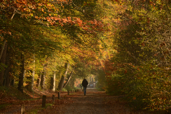 Vijf herfsttips: bomen in de schijnwerper