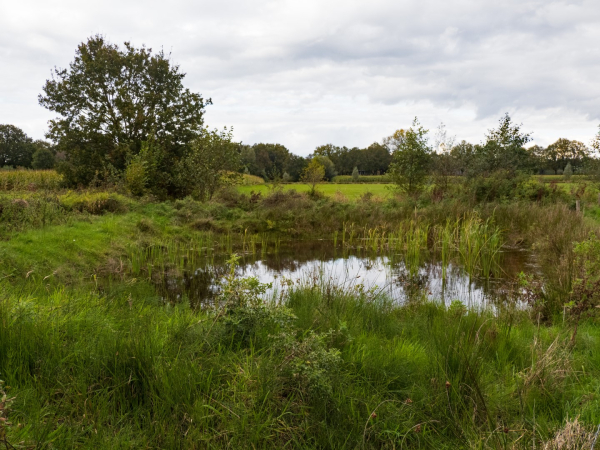 De gegraven poel op het perceel in Lettele