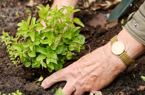 Huurders Norden-Hazenbos vergroenen hun tuin met gratis plantenpakket