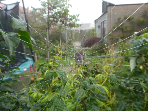 spinnenweb