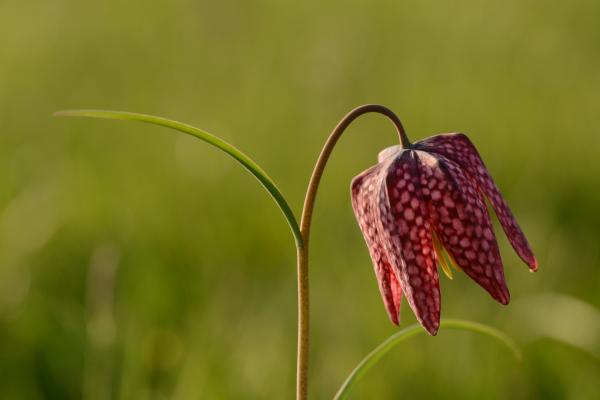 Kievitsbloem