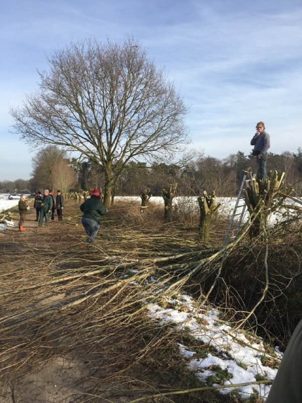 Wilgenknotten met de buurt