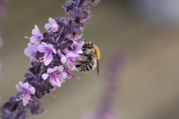 bij op bloem