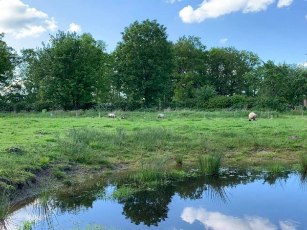 De Maasduiner schapen zorgen voor lichte begrazing