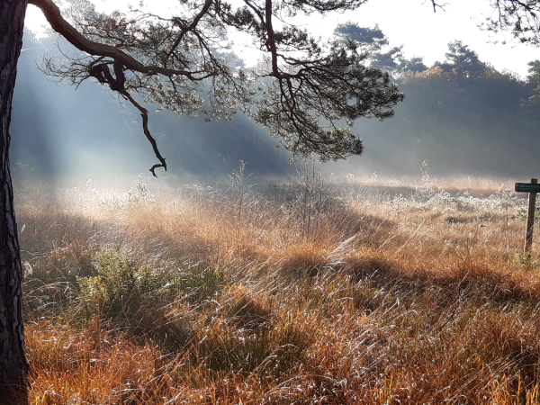 Het Eeserveld