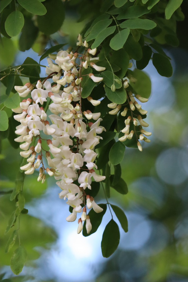 Bloeiende acacia (Robinia pseudoacacia)
