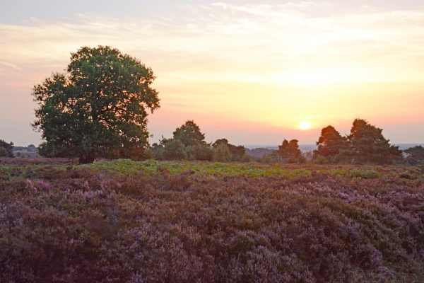 Zonsondergang op de Sallandse heuvelrug