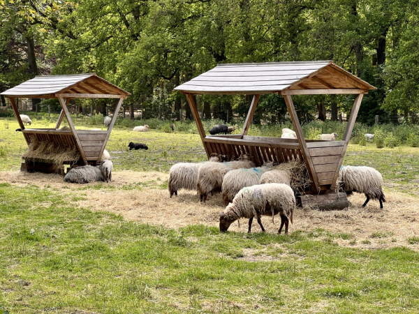 Schapen bij de schaapskooi Twilhaar
